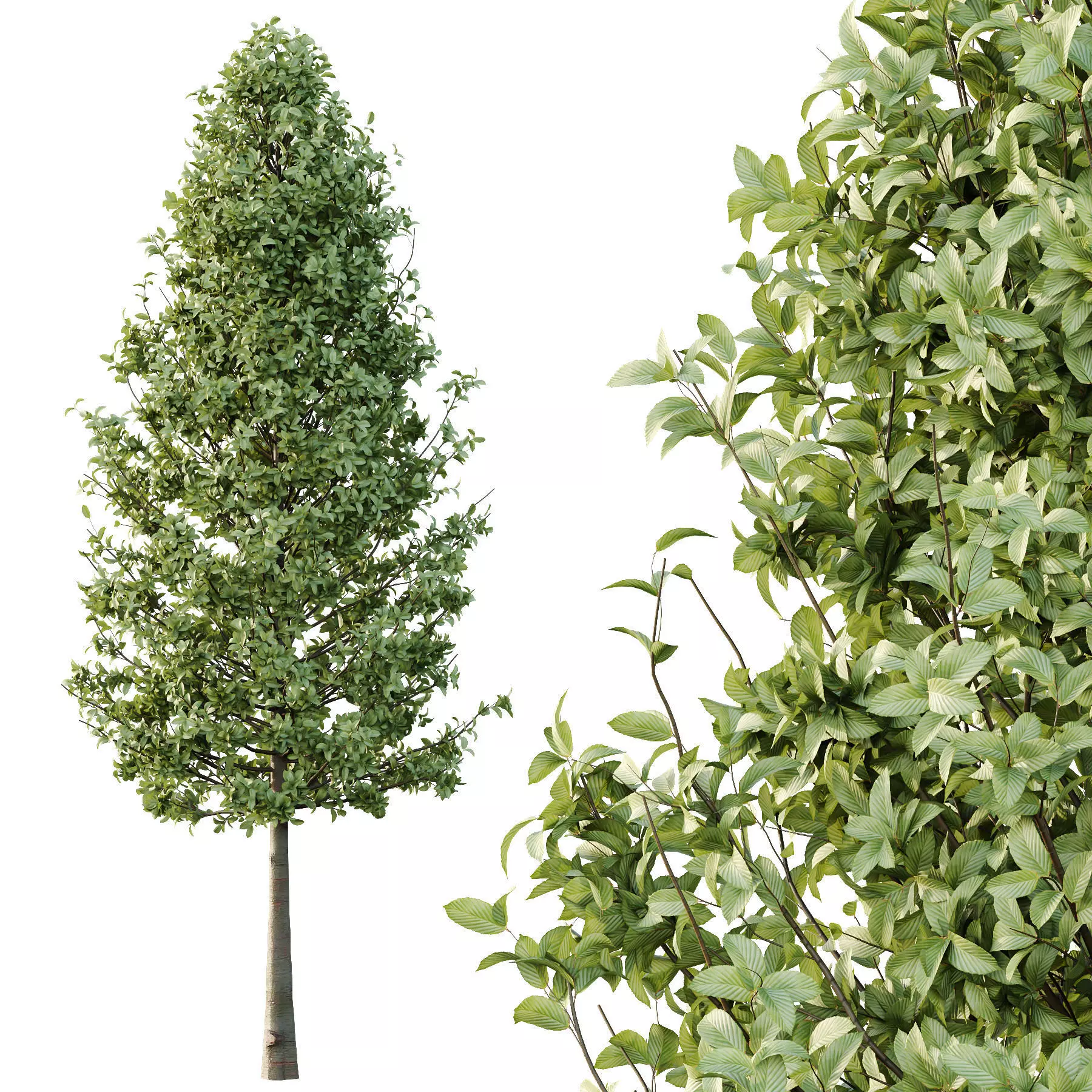 Excellent collection of Tree plants 14 Different Models 0023 _21