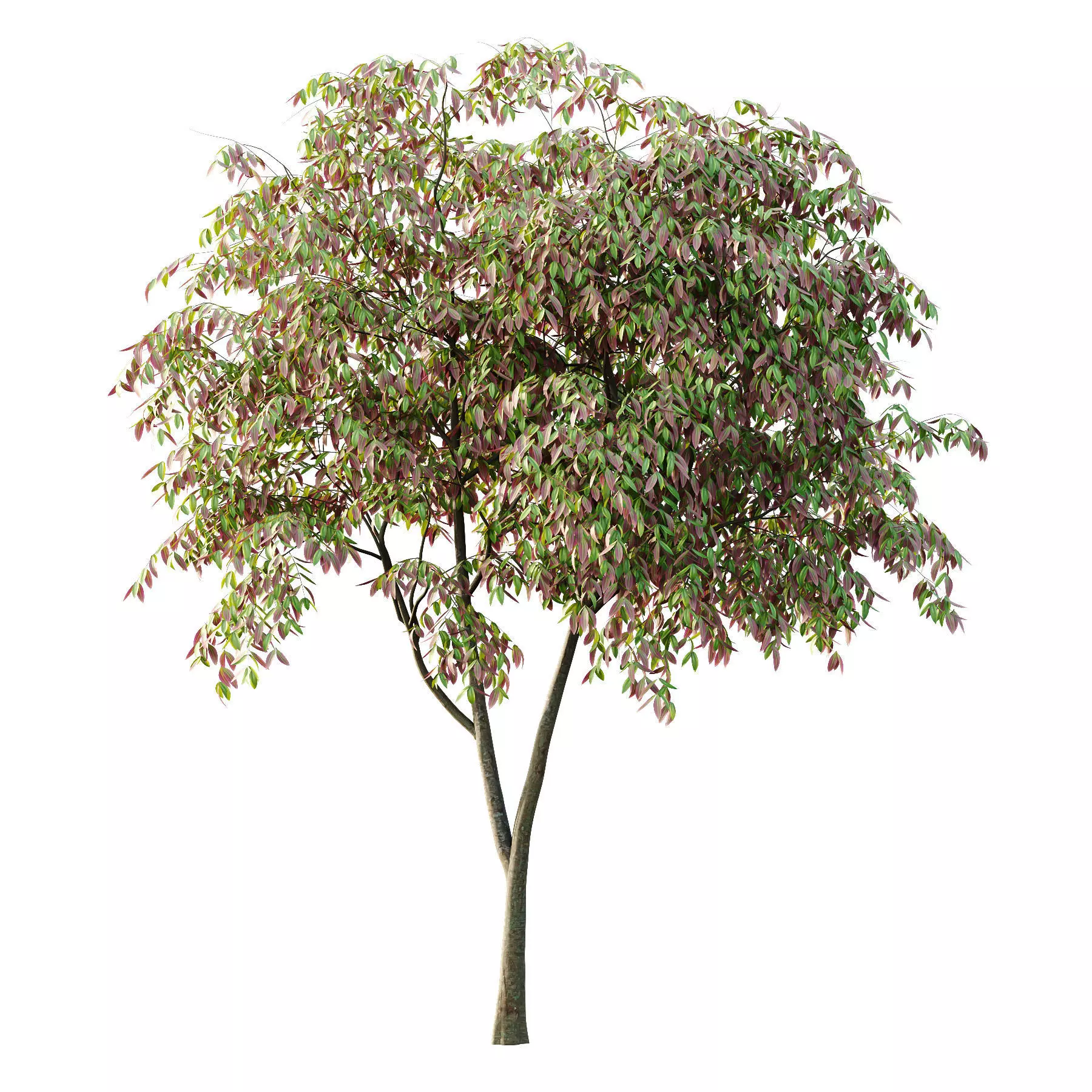 Excellent collection of Tree plants 14 Different Models 0023 _16
