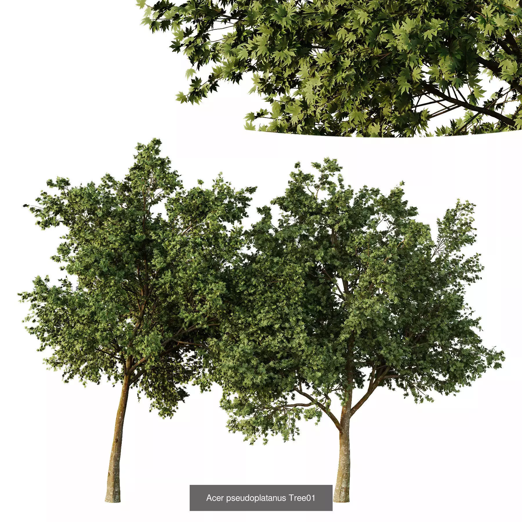 Excellent collection of Tree plants 14 Different Models 0023 _2