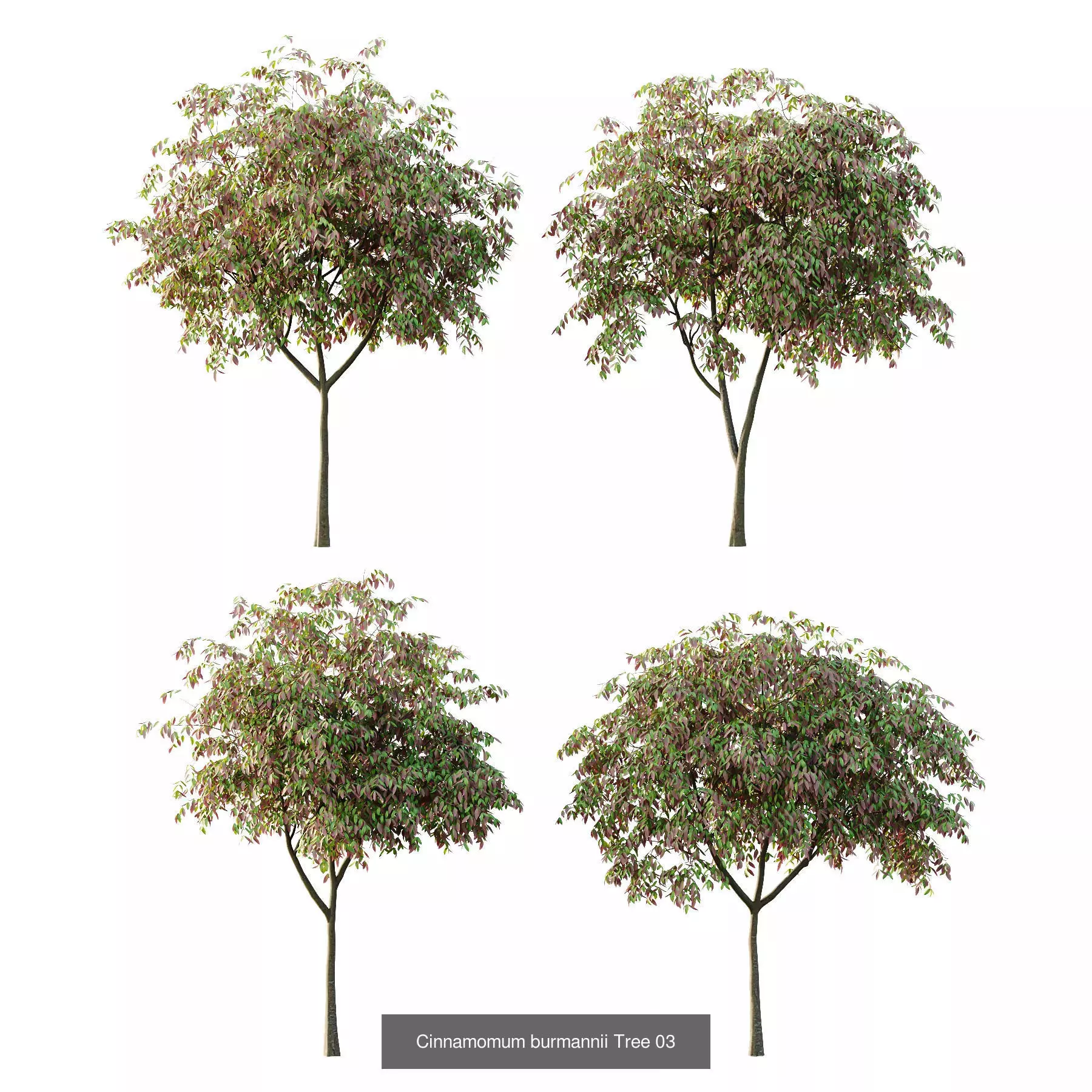 Excellent collection of Tree plants 14 Different Models 0023 _3