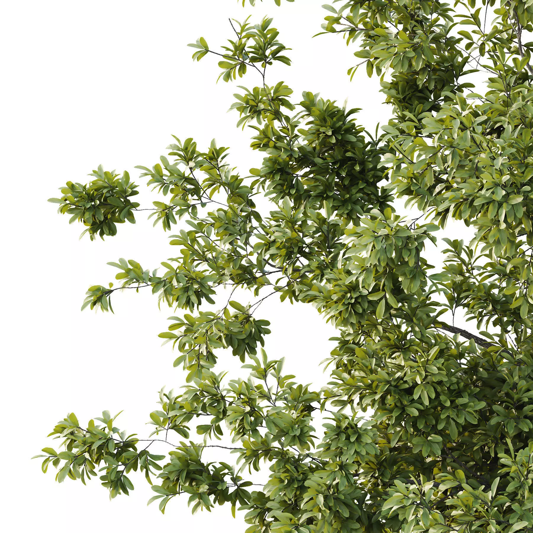 Excellent collection of Tree plants 14 Different Models 0023 _23