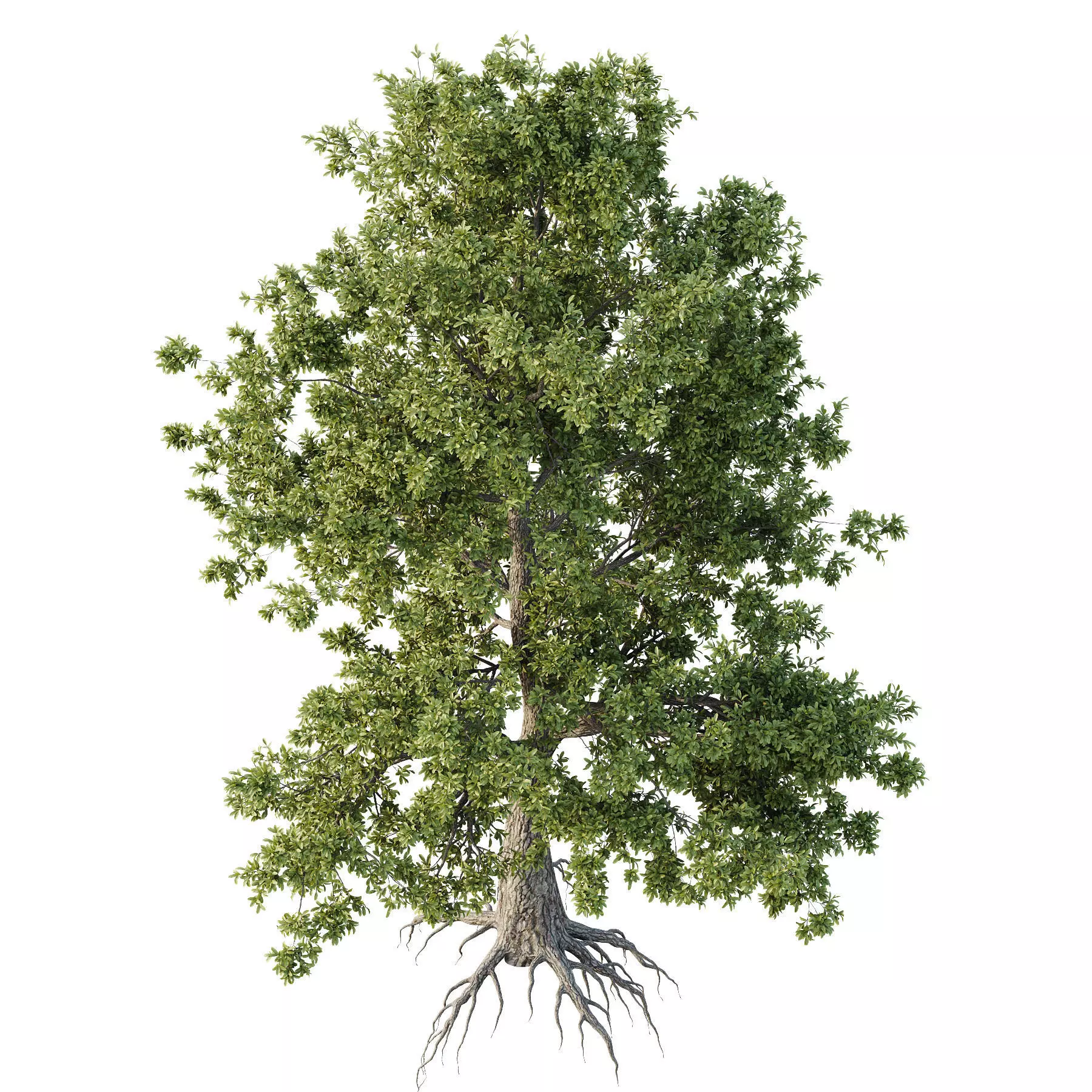 Excellent collection of Tree plants 14 Different Models 0023 _14