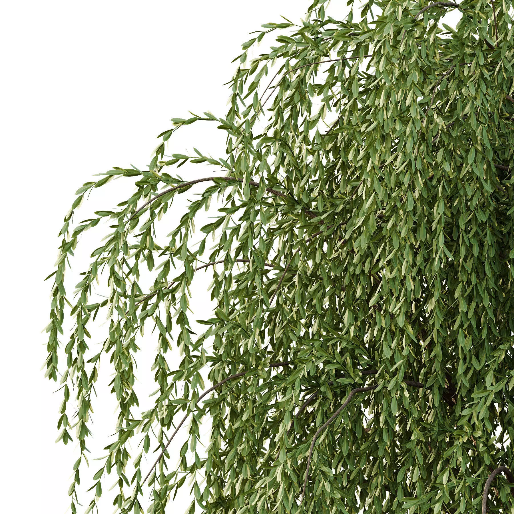 Excellent collection of Tree plants 14 Different Models 0023 _24