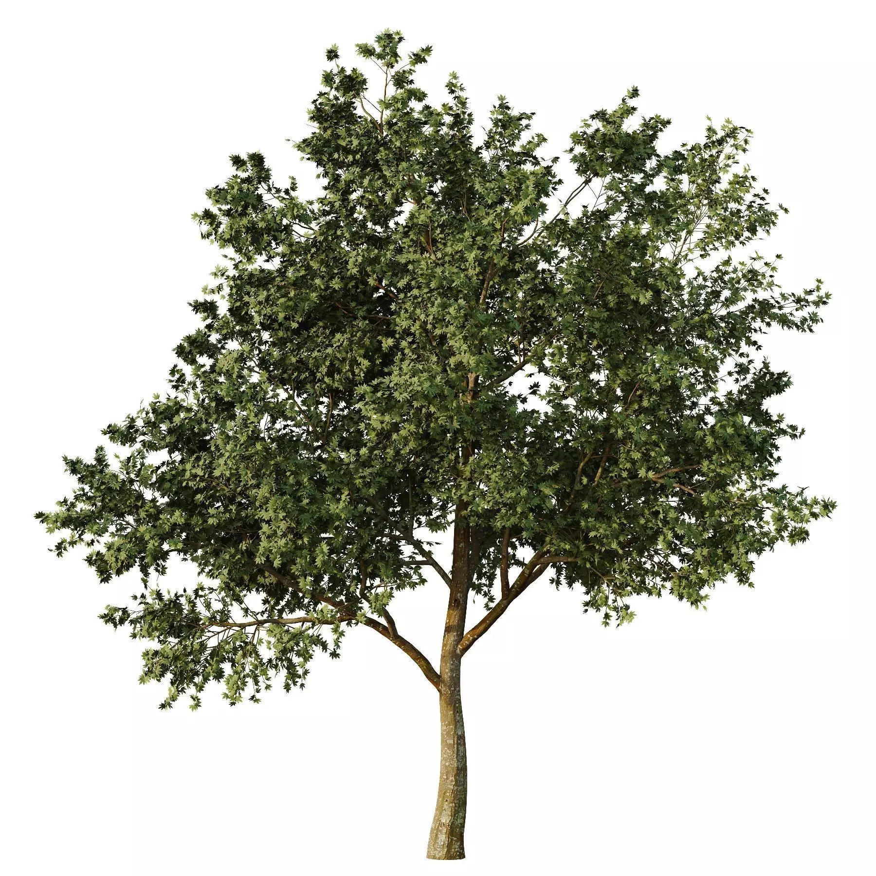 Excellent collection of Tree plants 14 Different Models 0023 _8