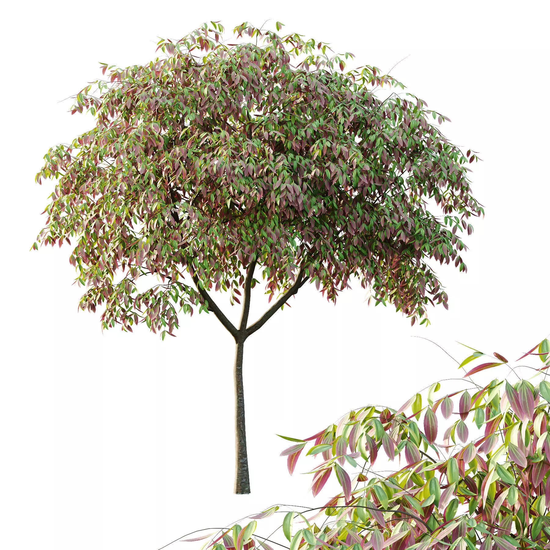 Excellent collection of Tree plants 14 Different Models 0023 _18