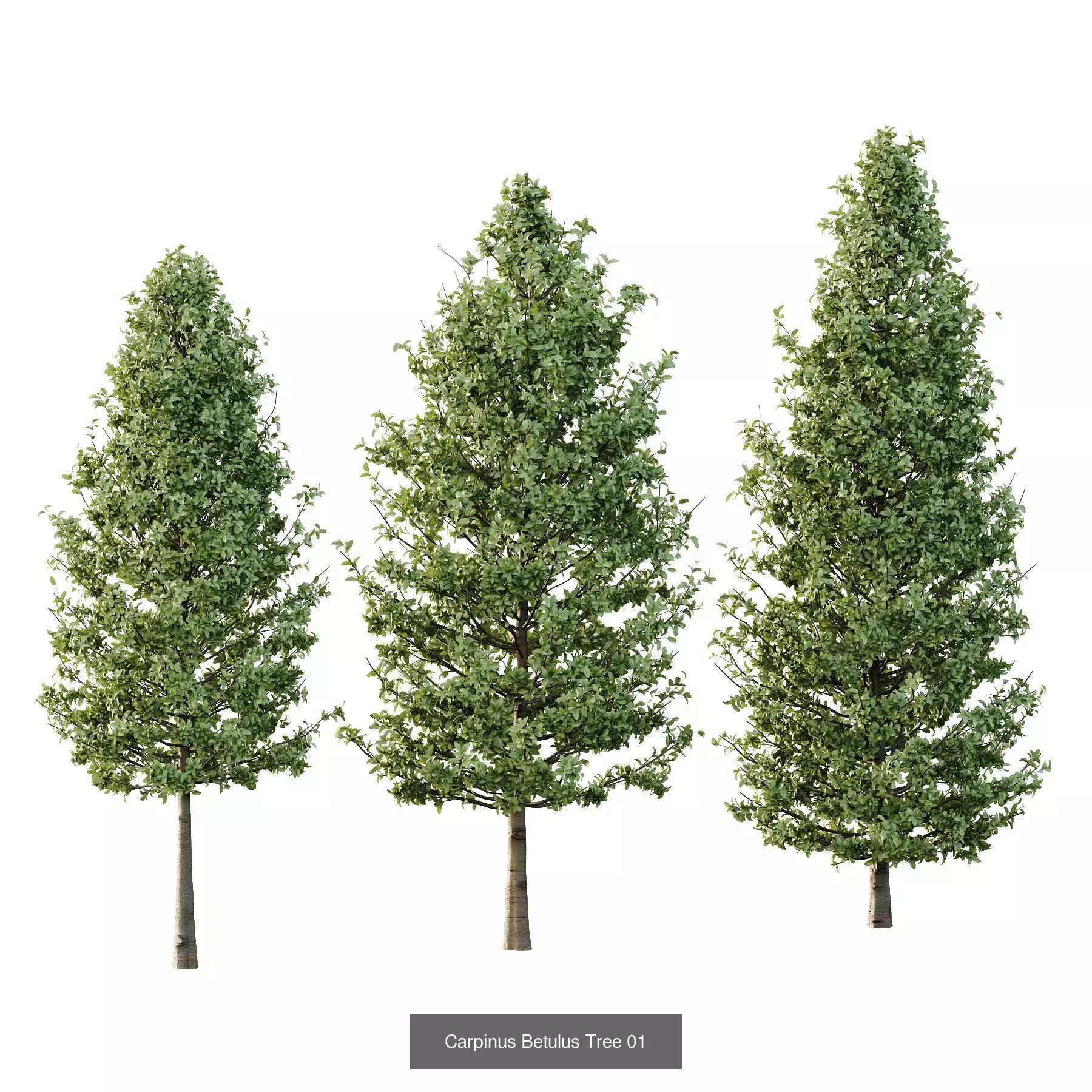 Excellent collection of Tree plants 14 Different Models 0023 _7