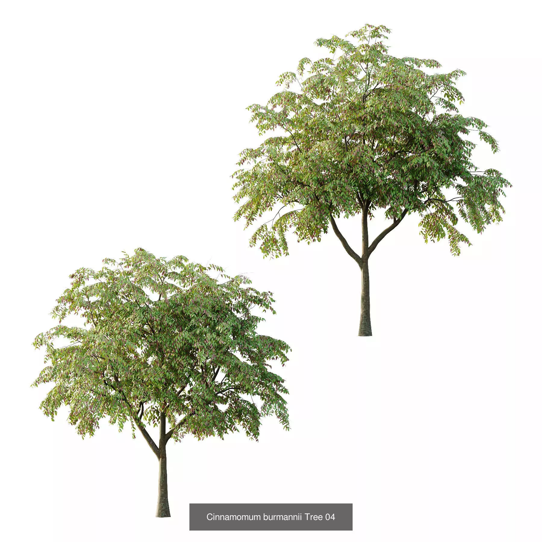 Excellent collection of Tree plants 14 Different Models 0023 _4