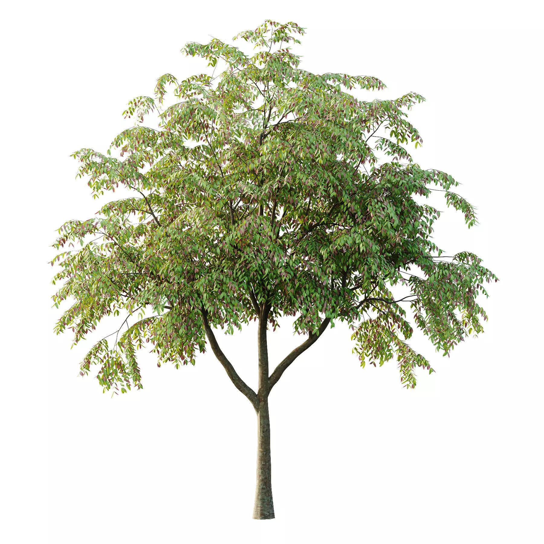 Excellent collection of Tree plants 14 Different Models 0023 _17