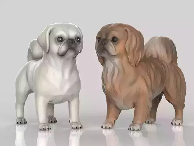 Pekingese Realistic
