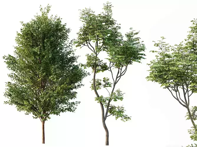 AV Canadian Poplar and Hazel leave