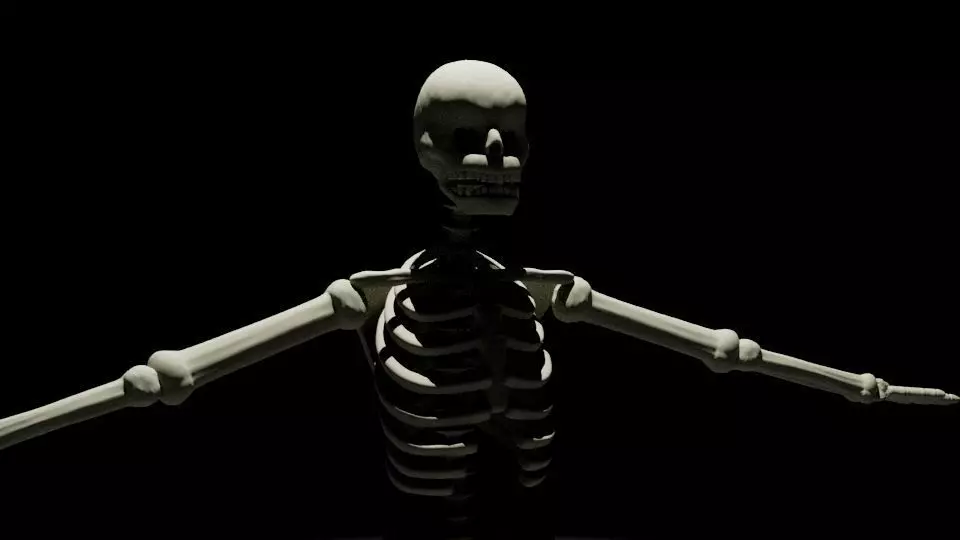 Skeleton Model 3D model