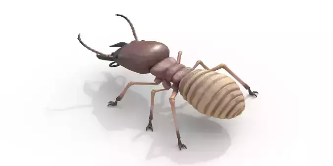 Termite Insect Rigged 3d model