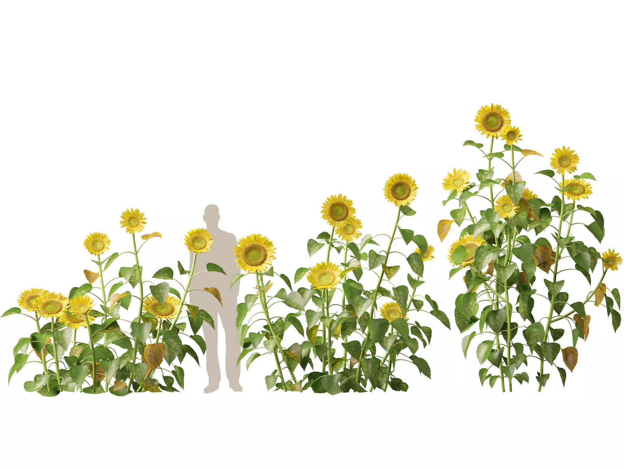 Highpoly Low Poly - Helianthus annuus - common sunflower Low-poly 3D model