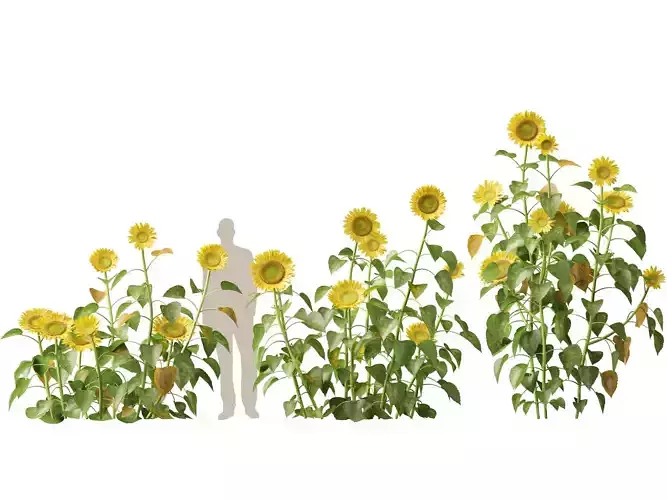 Highpoly Low Poly - Helianthus annuus - common sunflower