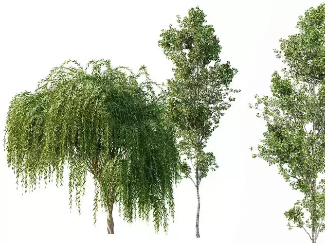AV Weeping willow and Birch 2trees 3D model