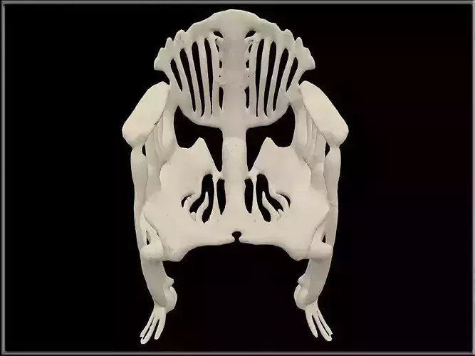 Skeleton Chair