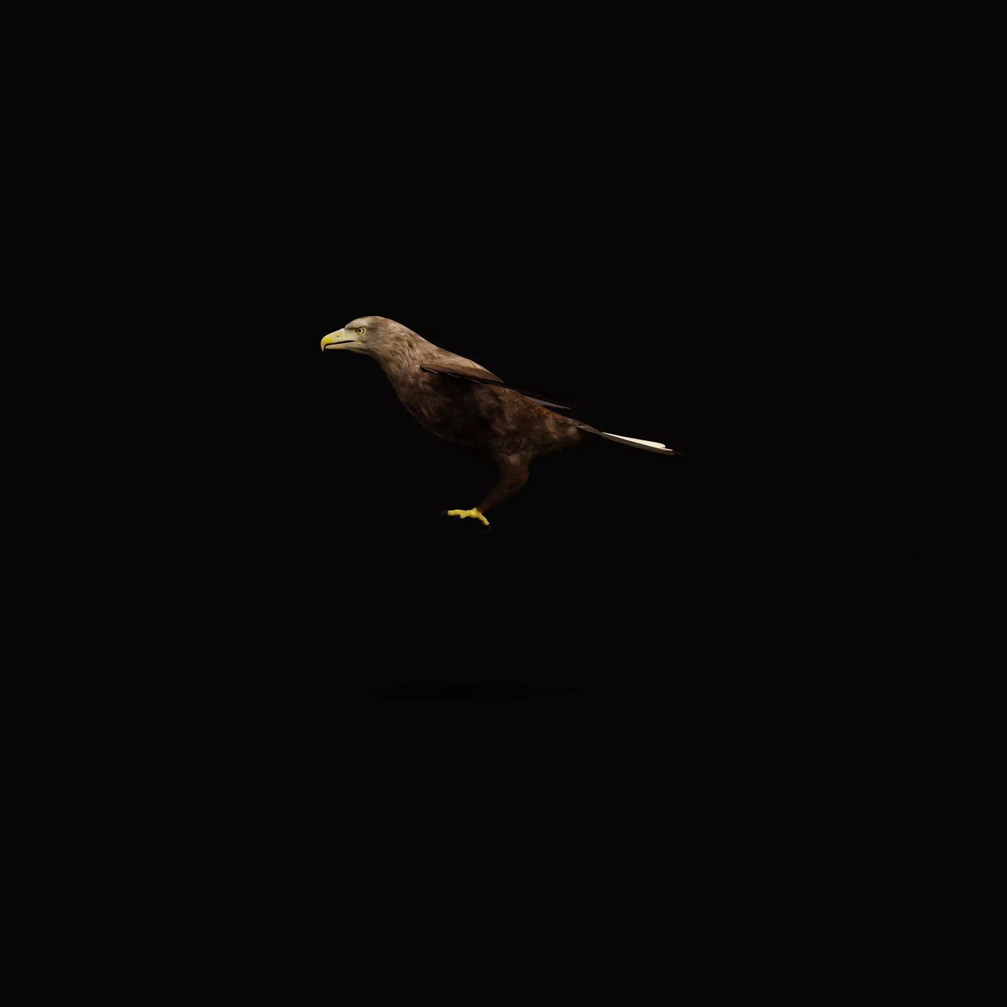 White Tailed Eagle Low-poly 3D model_44