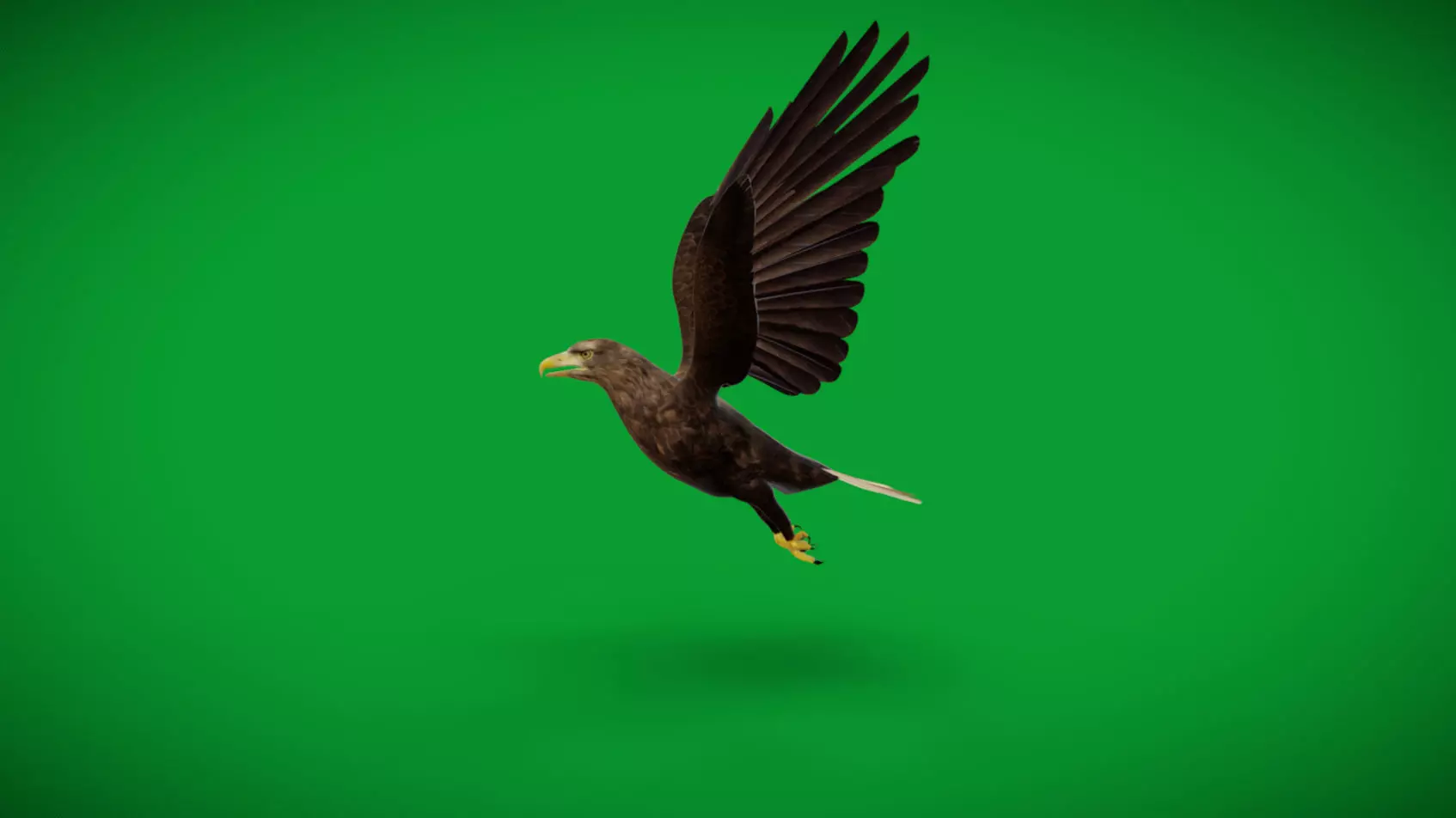White Tailed Eagle Low-poly 3D model_3