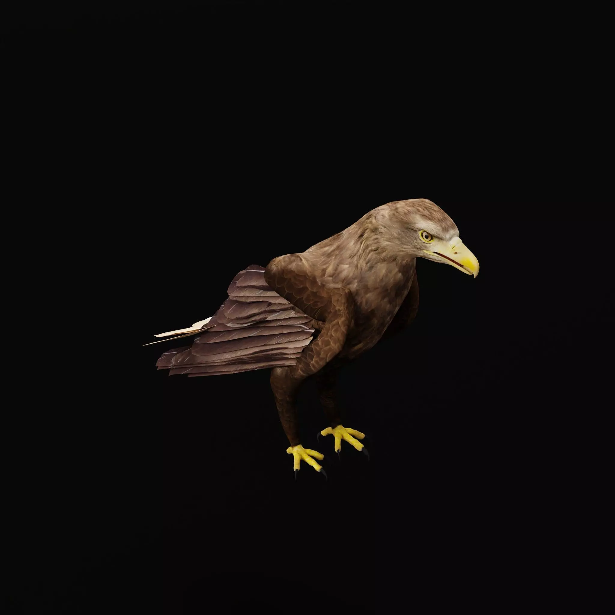 White Tailed Eagle Low-poly 3D model_43