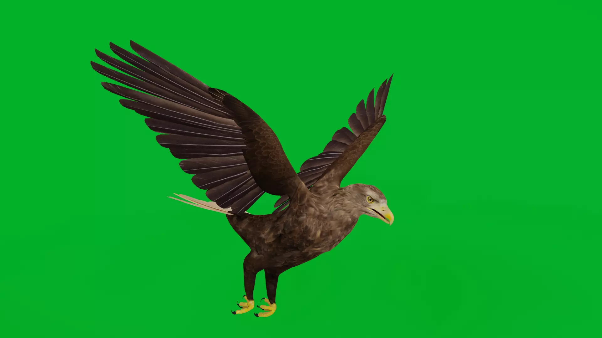 White Tailed Eagle Low-poly 3D model_7