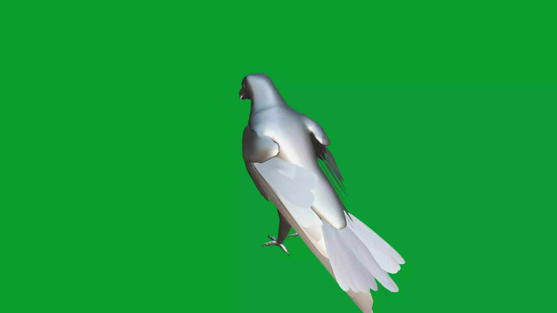 White Tailed Eagle Low-poly 3D model_27