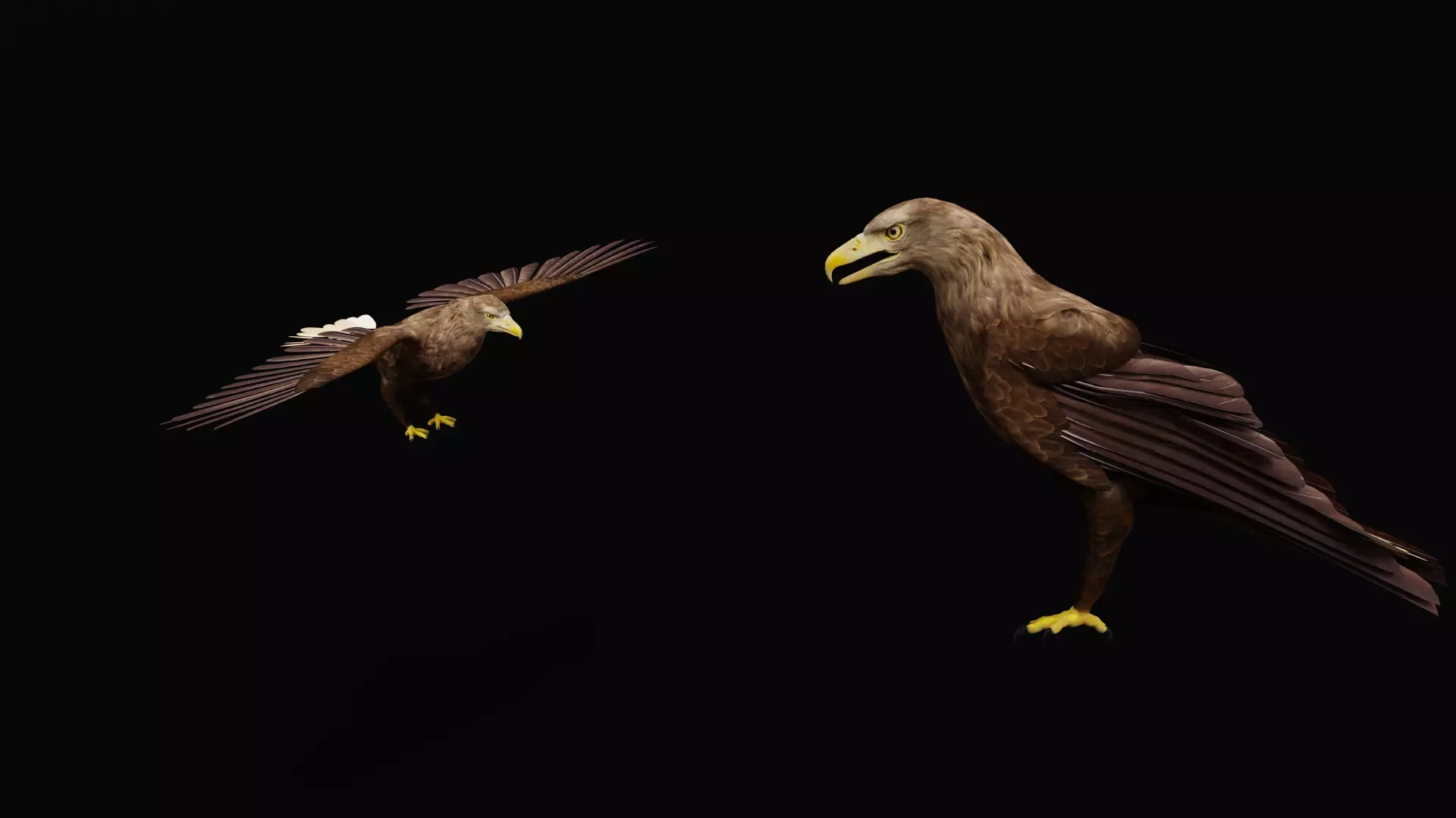White Tailed Eagle Low-poly 3D model_36