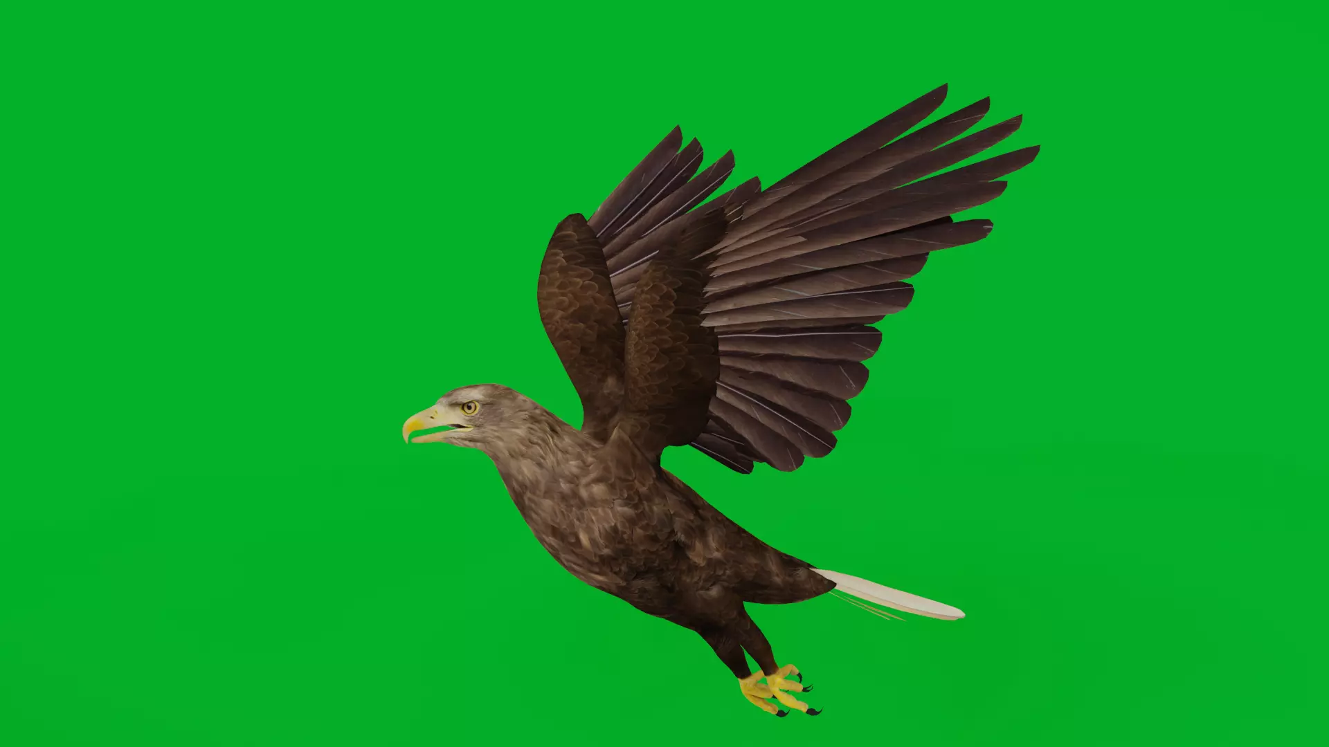 White Tailed Eagle Low-poly 3D model_5
