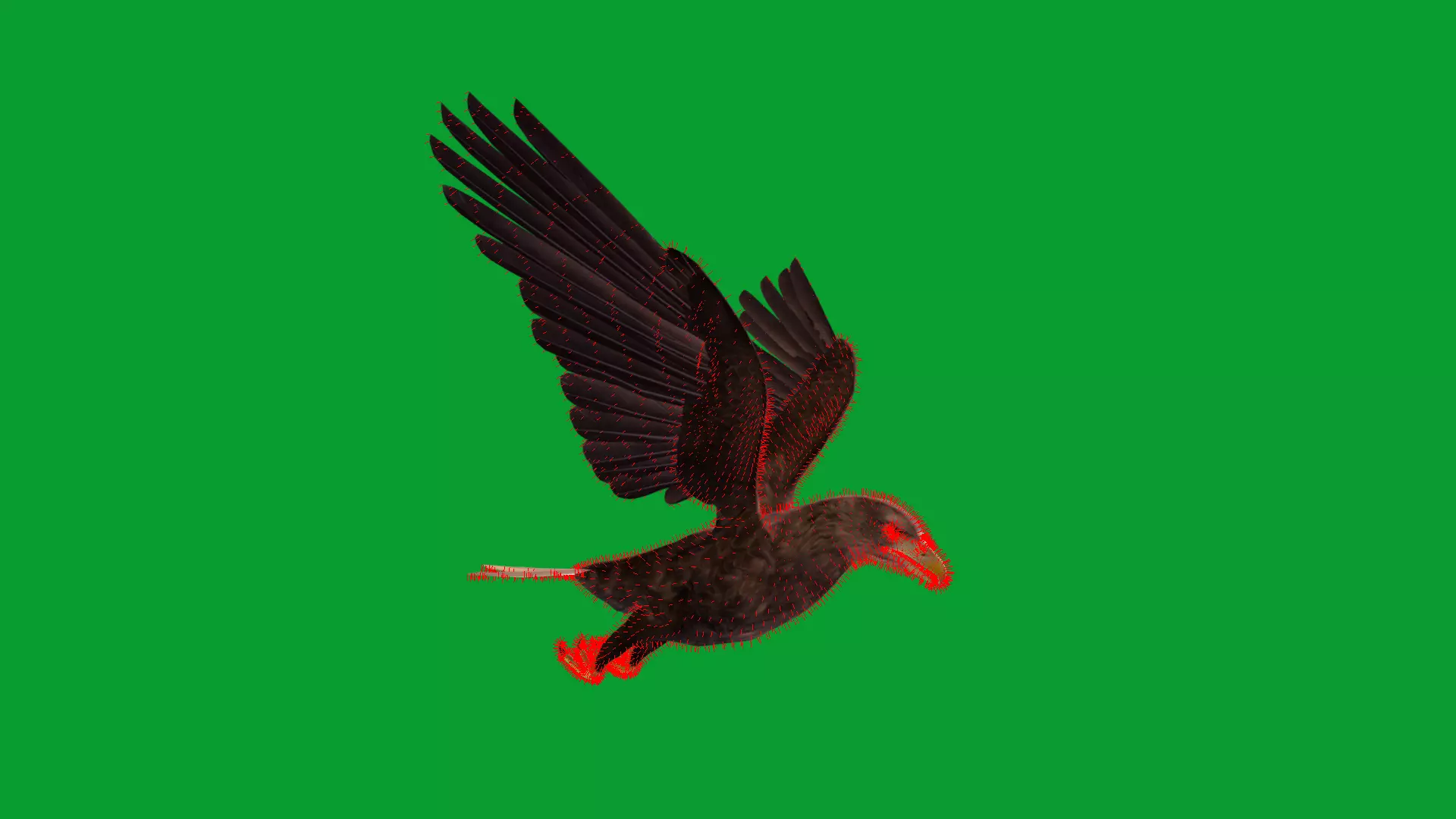 White Tailed Eagle Low-poly 3D model_18