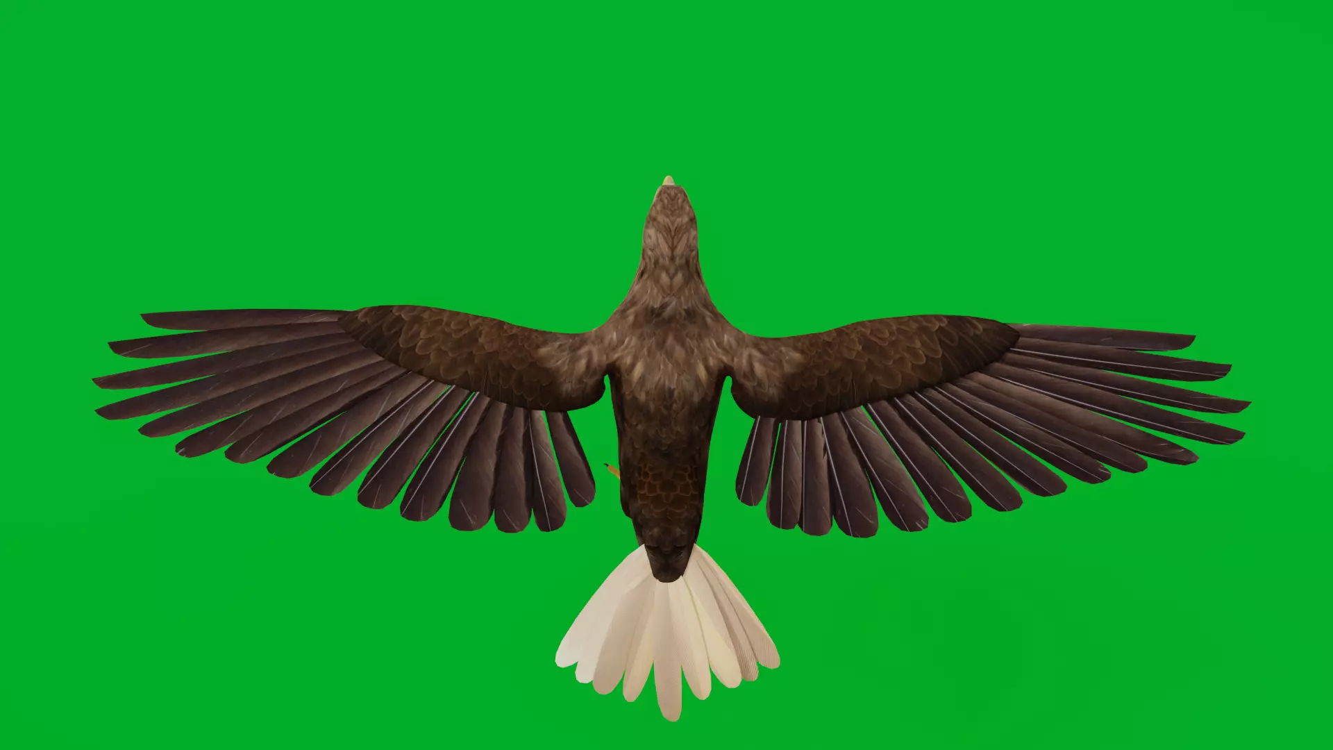 White Tailed Eagle Low-poly 3D model_6