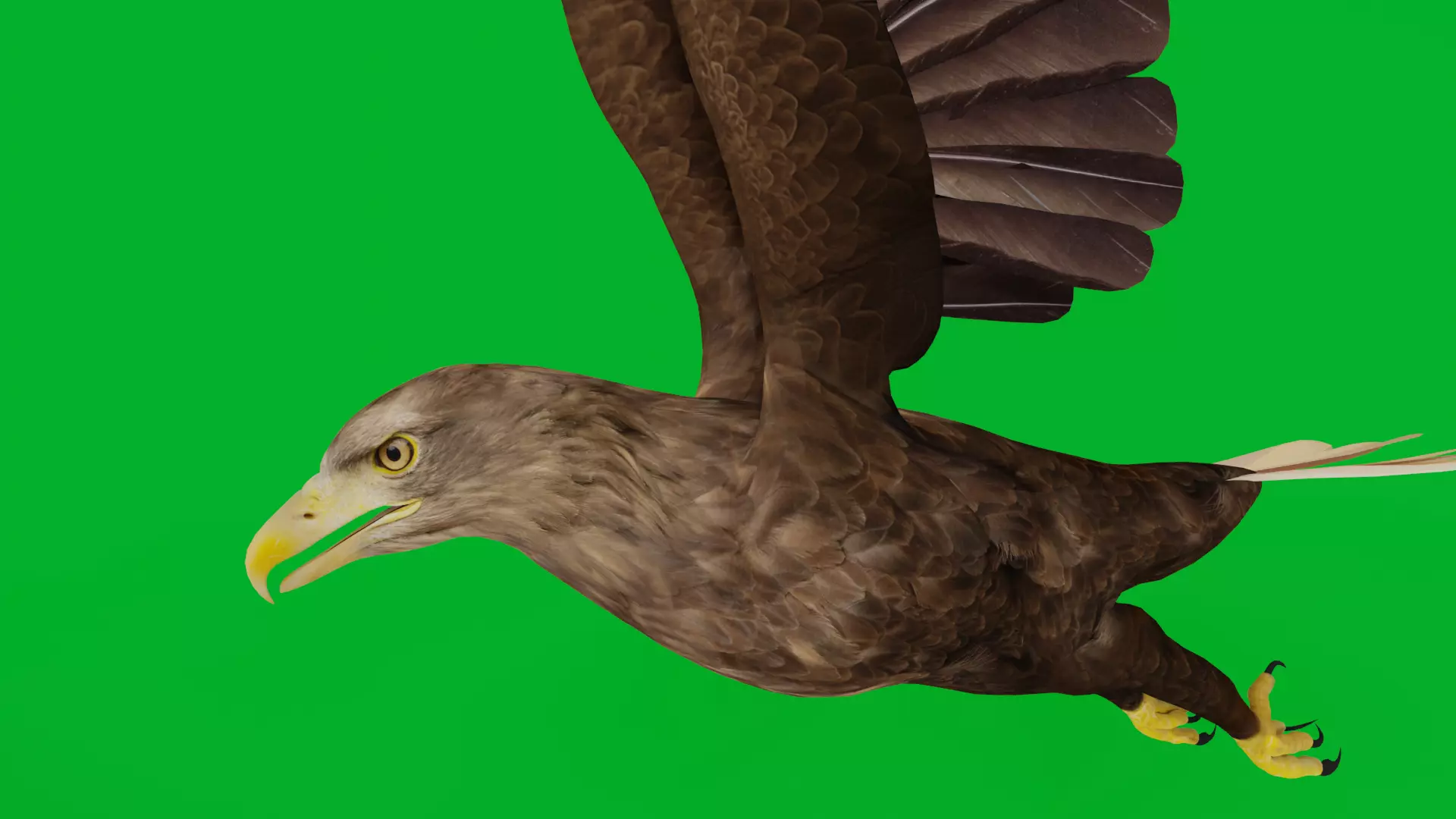 White Tailed Eagle Low-poly 3D model_0