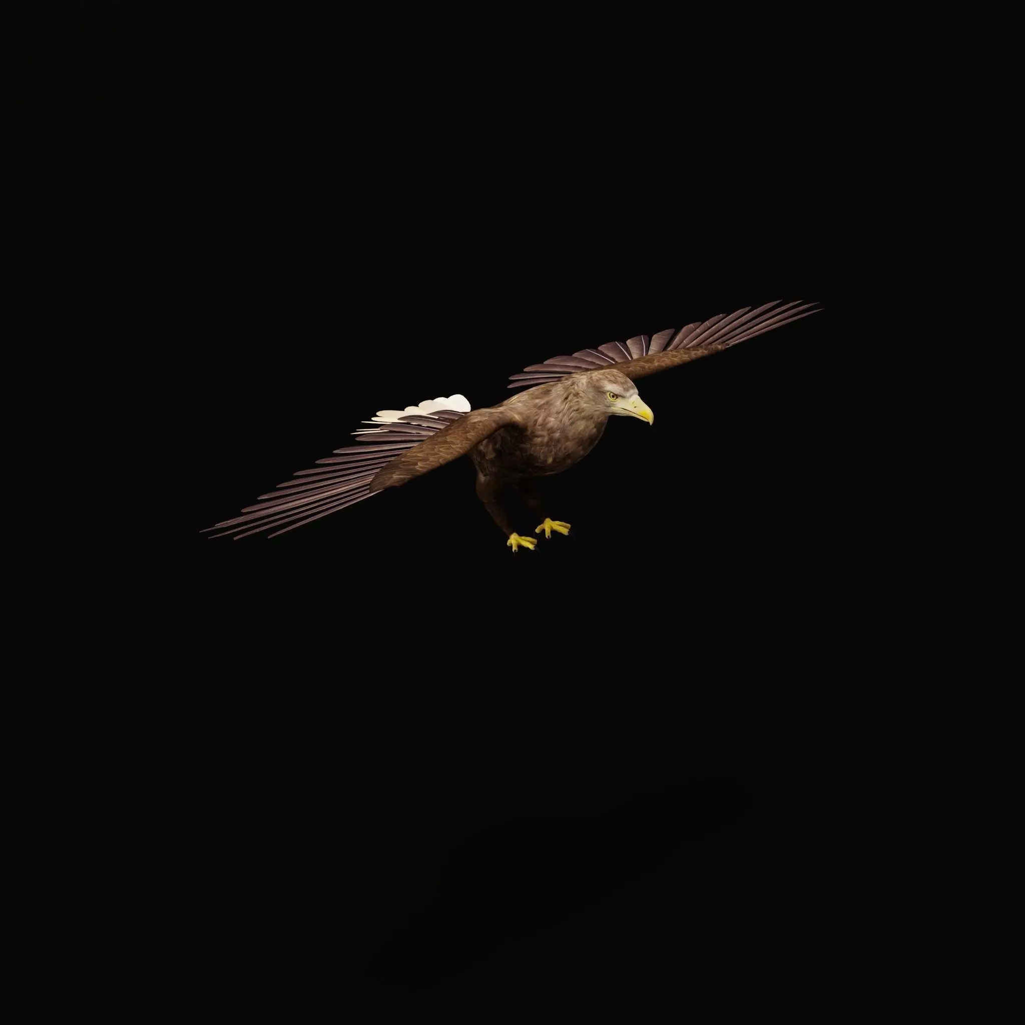 White Tailed Eagle Low-poly 3D model_46