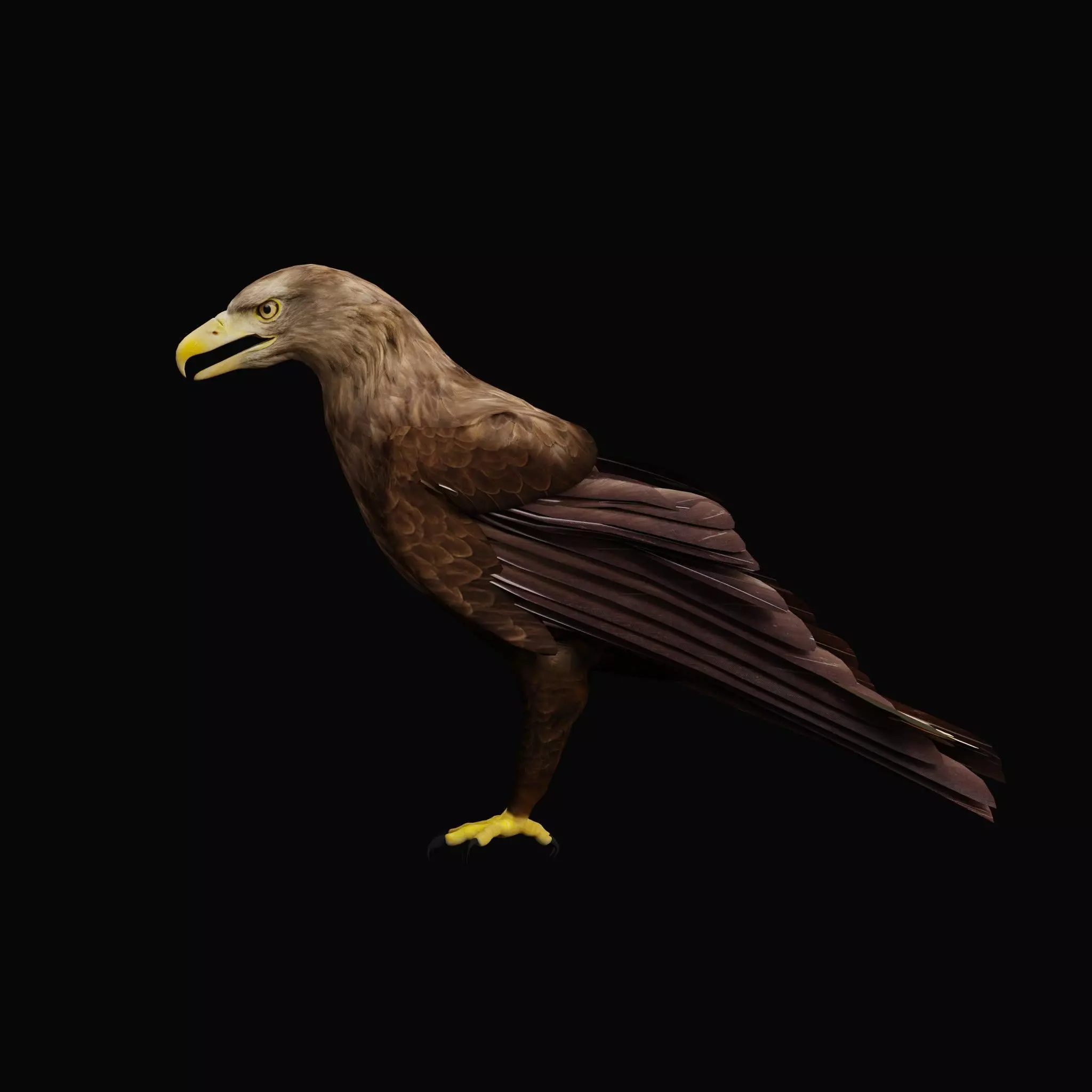 White Tailed Eagle Low-poly 3D model_41