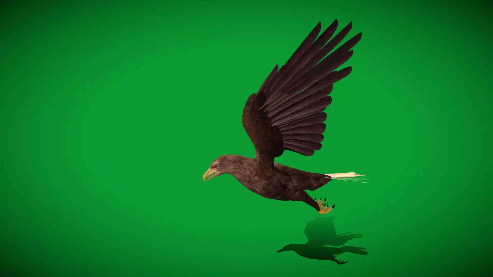 White Tailed Eagle Low-poly 3D model_10