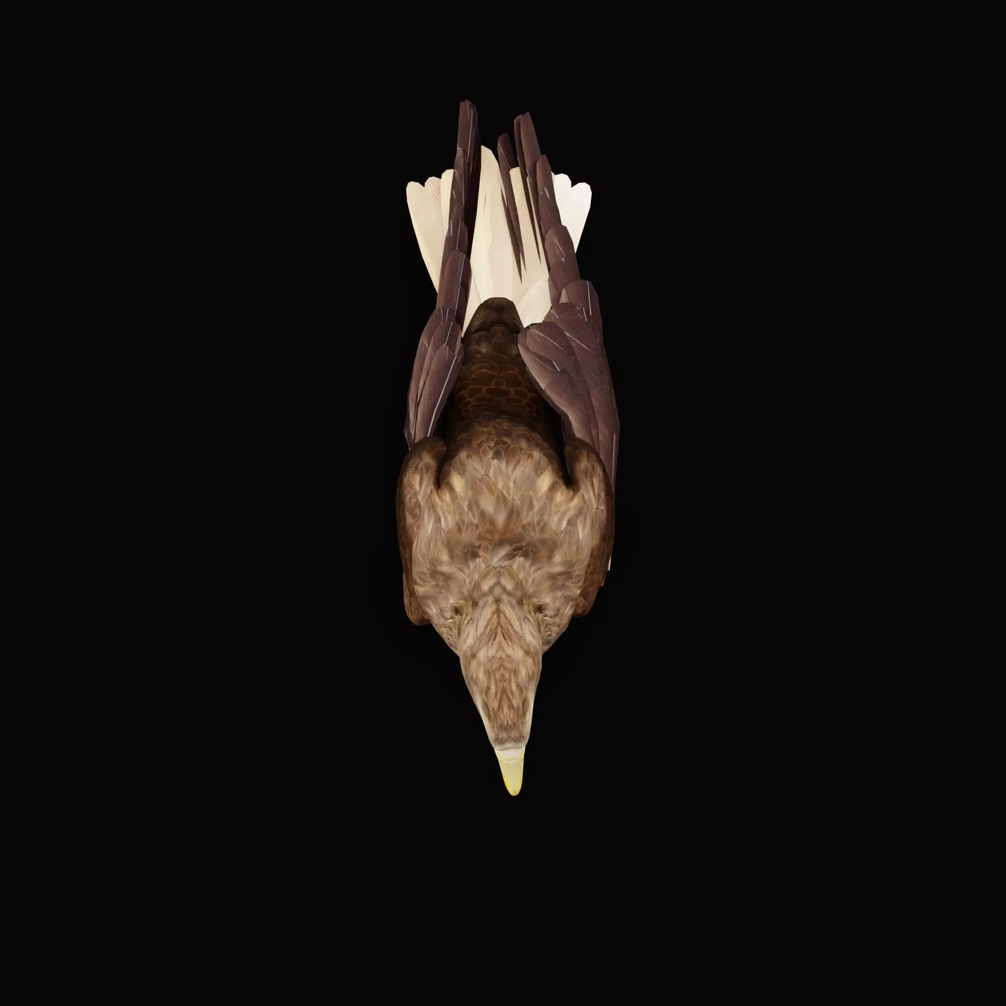 White Tailed Eagle Low-poly 3D model_40