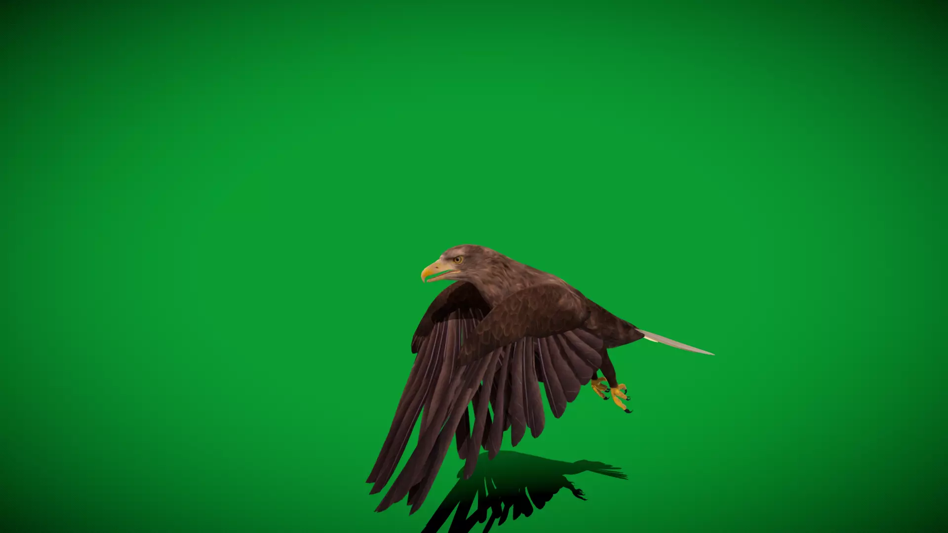 White Tailed Eagle Low-poly 3D model_38