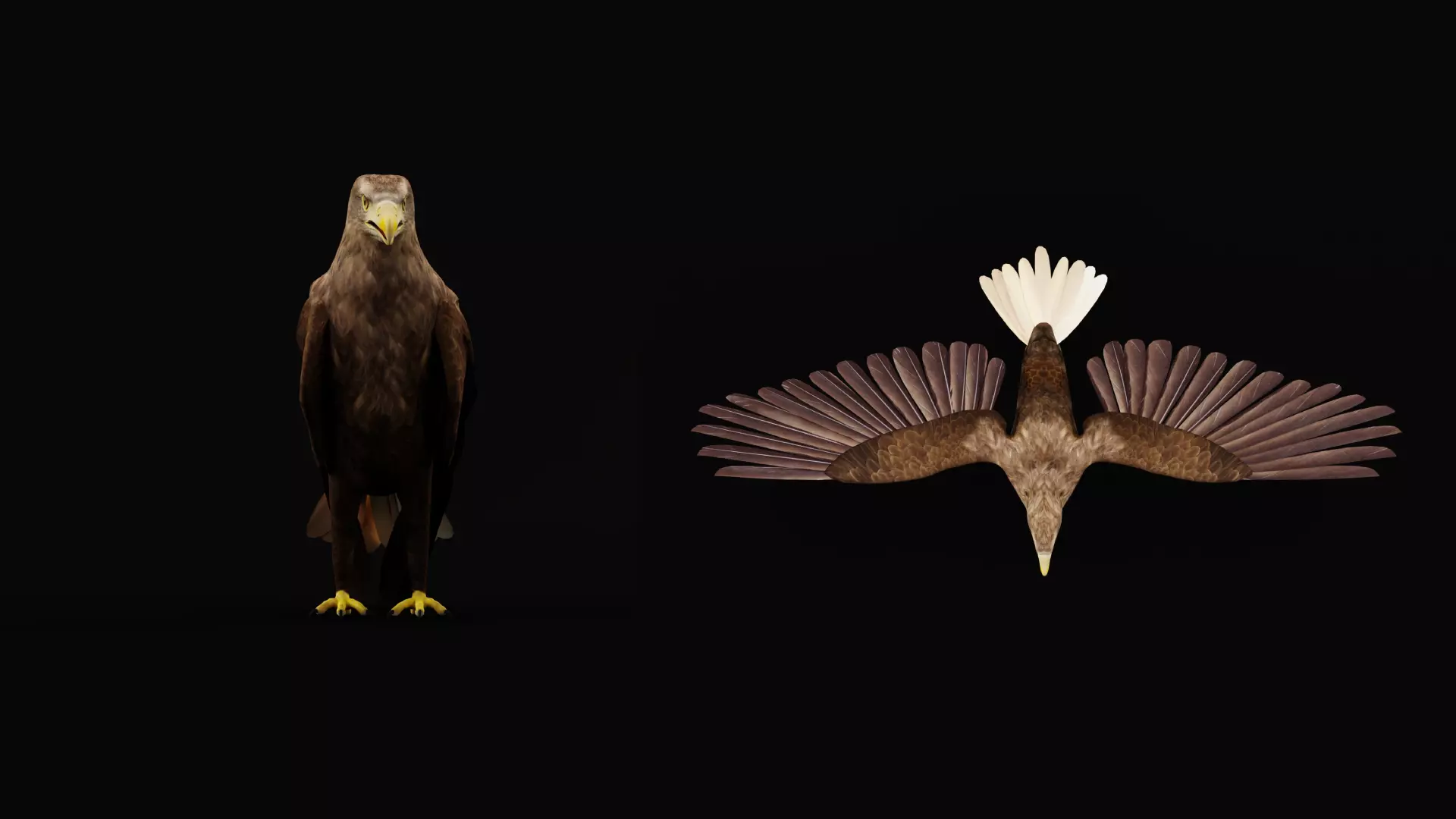 White Tailed Eagle Low-poly 3D model_31