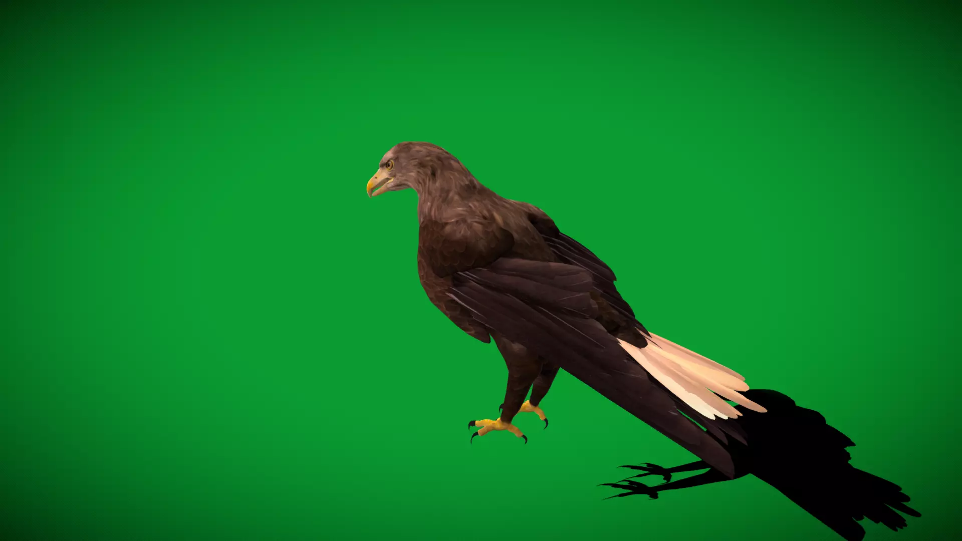 White Tailed Eagle Low-poly 3D model_29