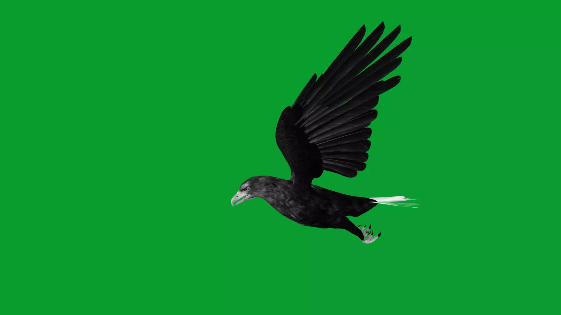 White Tailed Eagle Low-poly 3D model_13