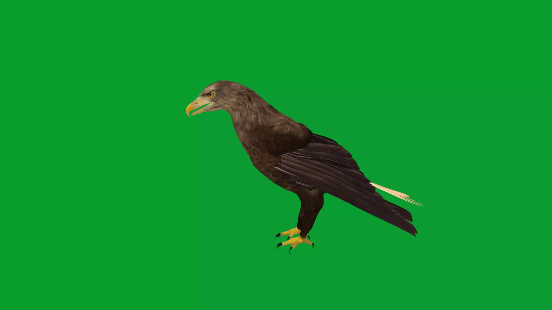 White Tailed Eagle Low-poly 3D model_30
