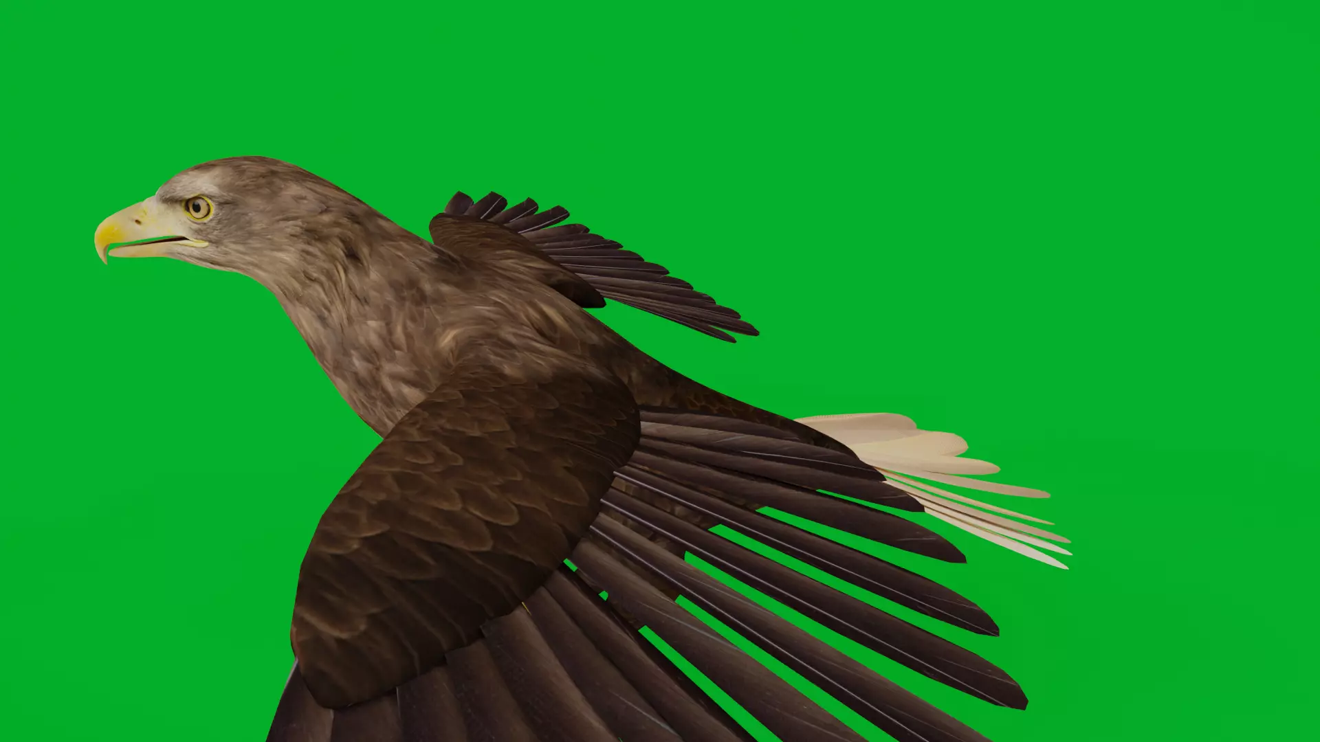 White Tailed Eagle Low-poly 3D model_8