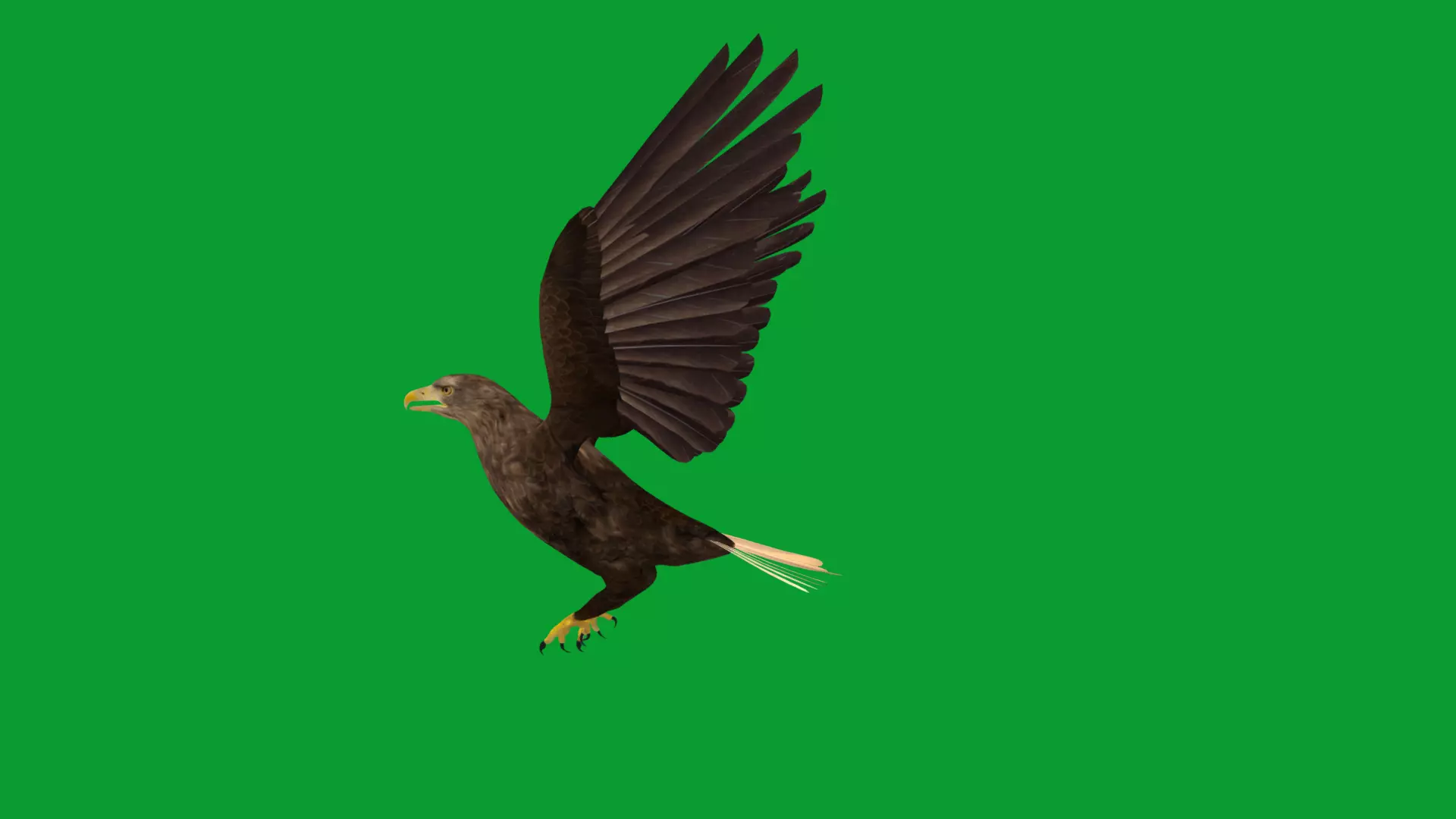 White Tailed Eagle Low-poly 3D model_33