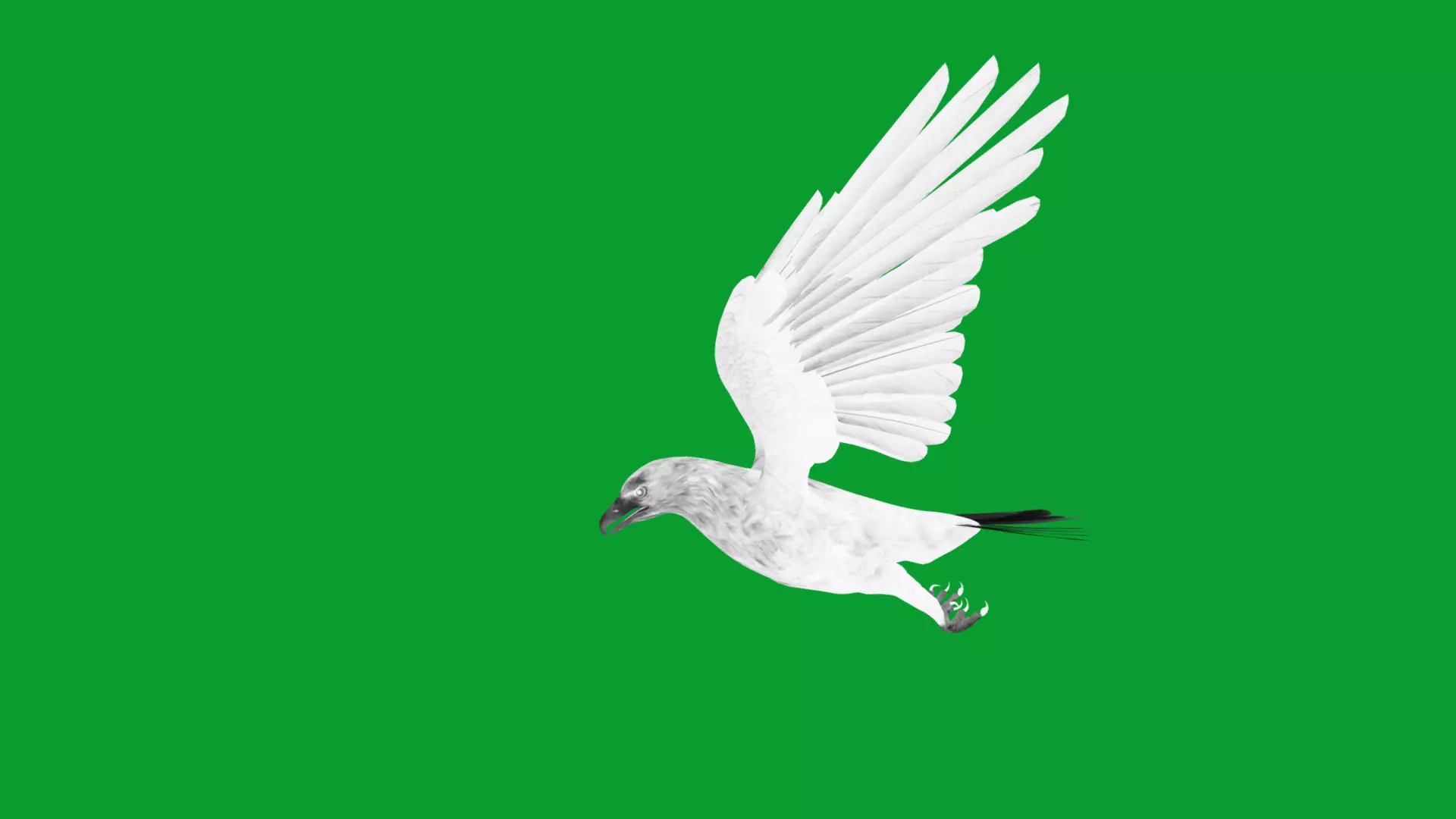 White Tailed Eagle Low-poly 3D model_12