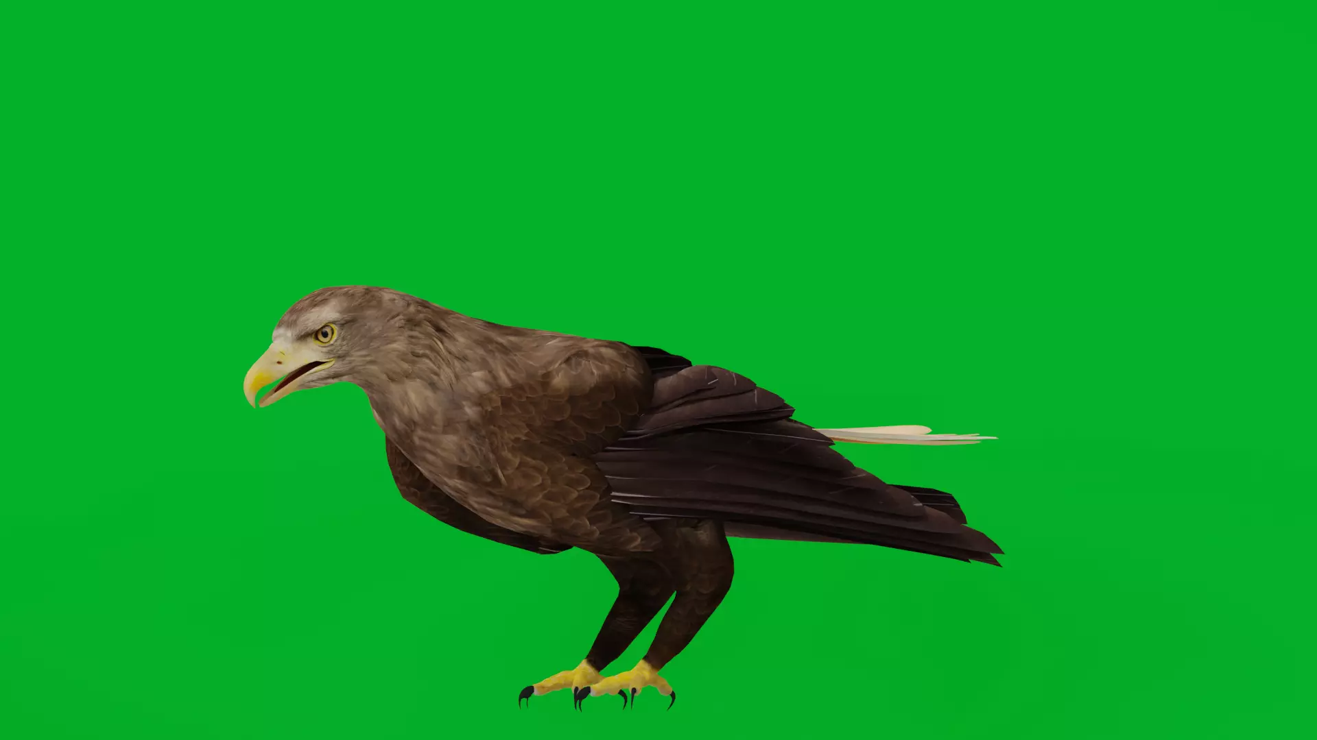 White Tailed Eagle Low-poly 3D model_4