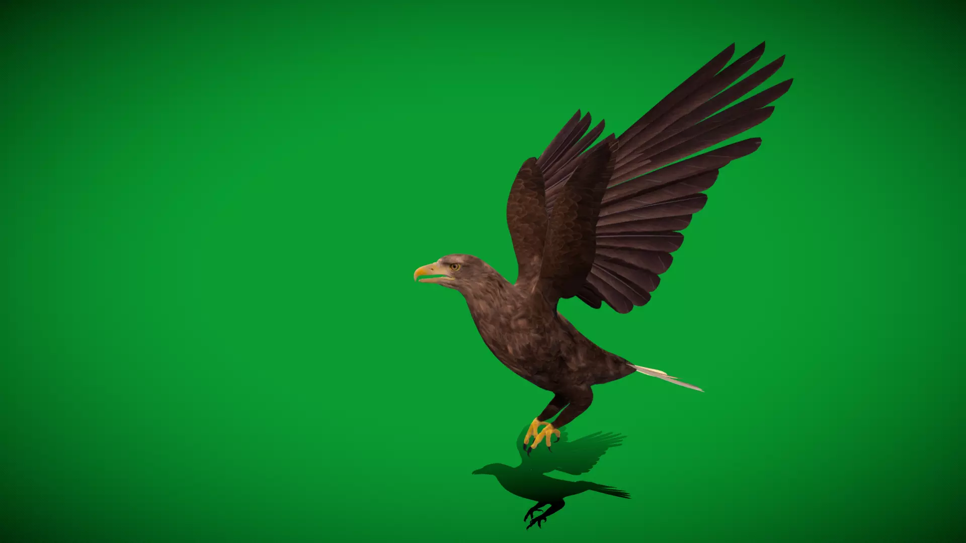 White Tailed Eagle Low-poly 3D model_37