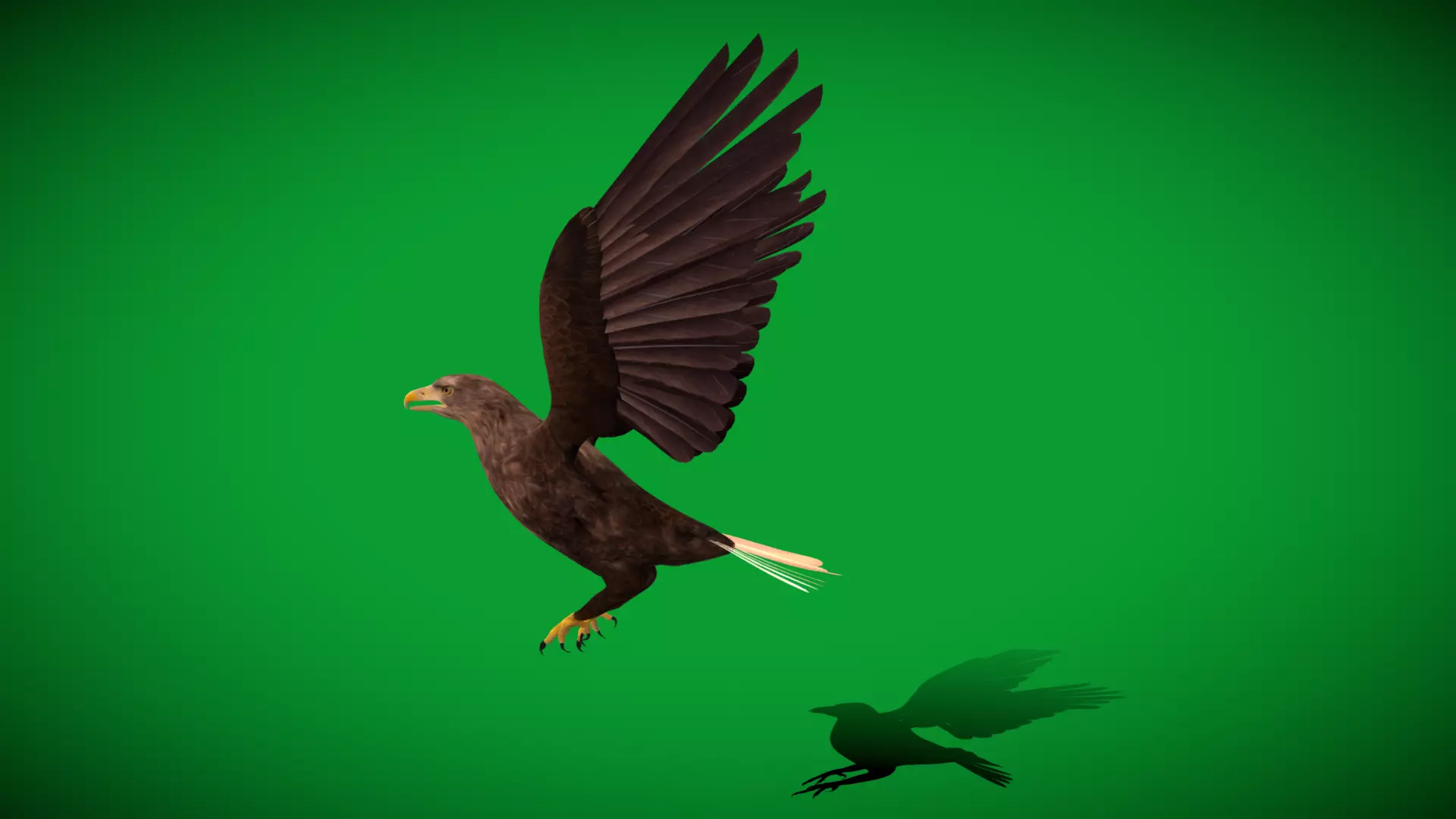 White Tailed Eagle Low-poly 3D model_20