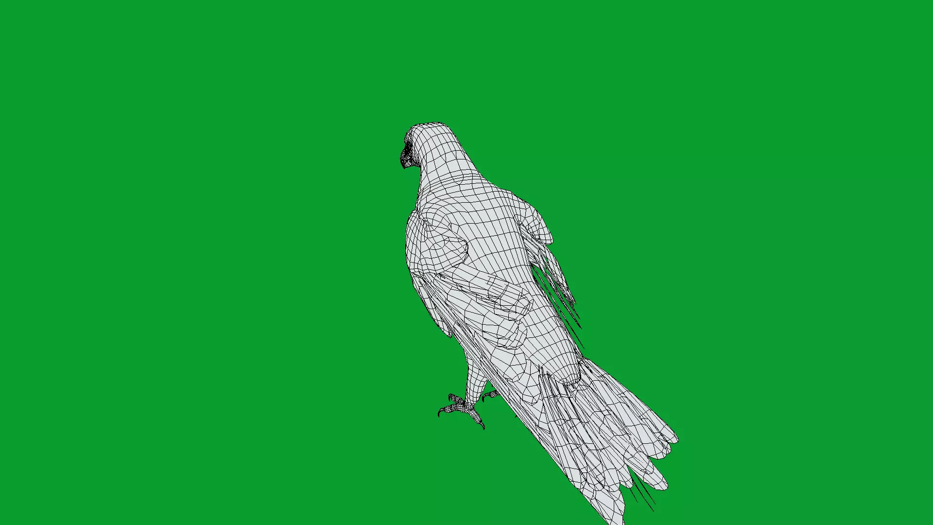 White Tailed Eagle Low-poly 3D model_26