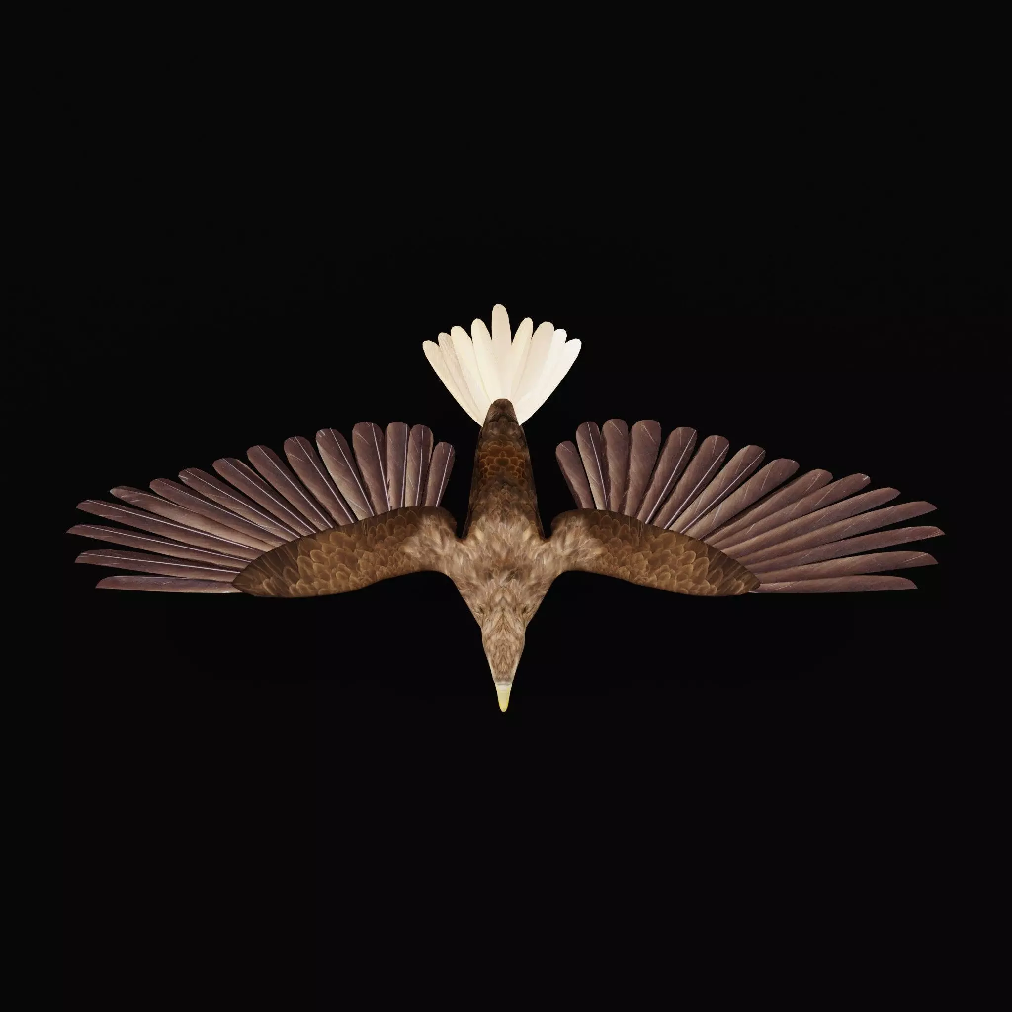 White Tailed Eagle Low-poly 3D model_45