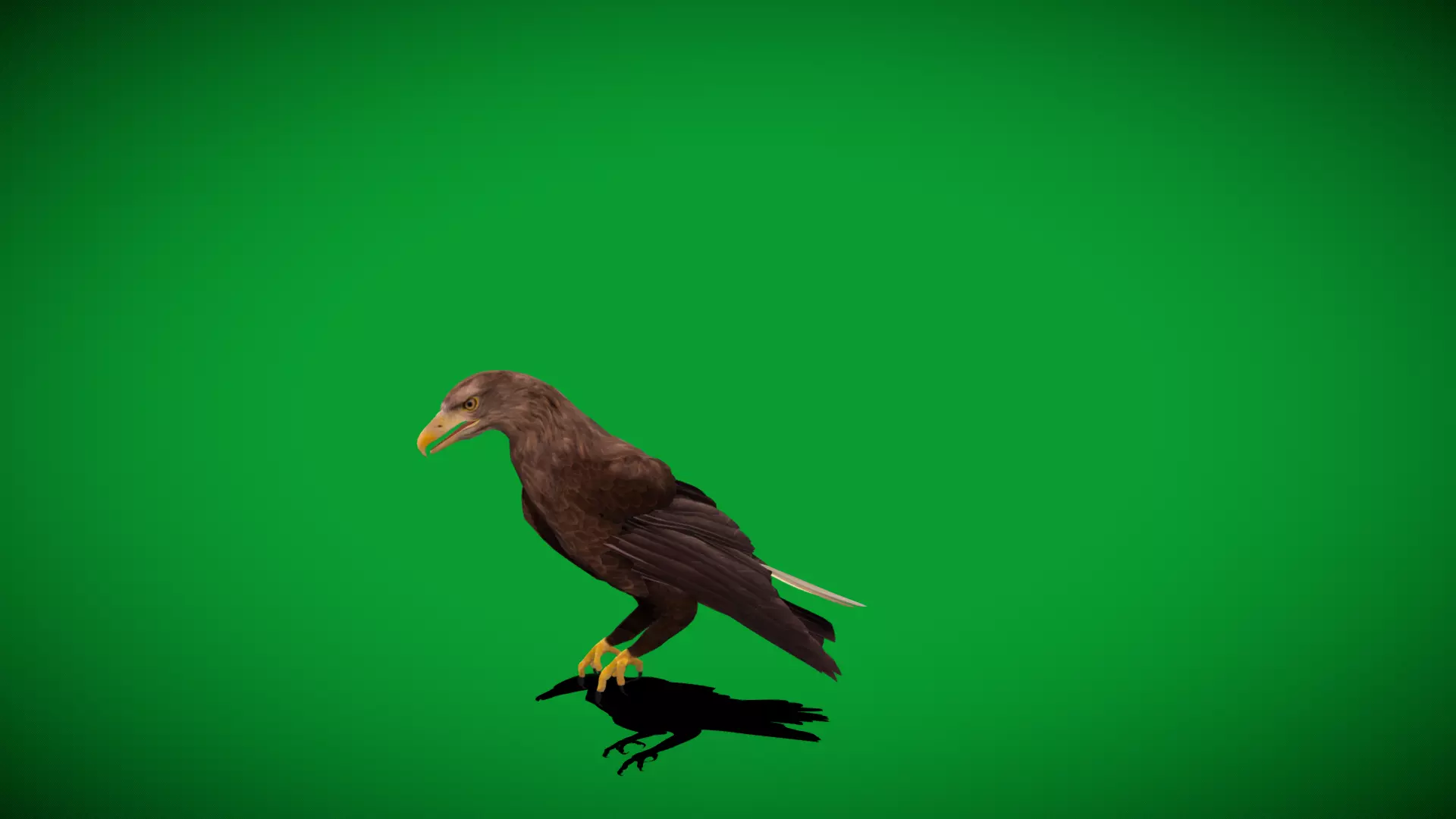 White Tailed Eagle Low-poly 3D model_39