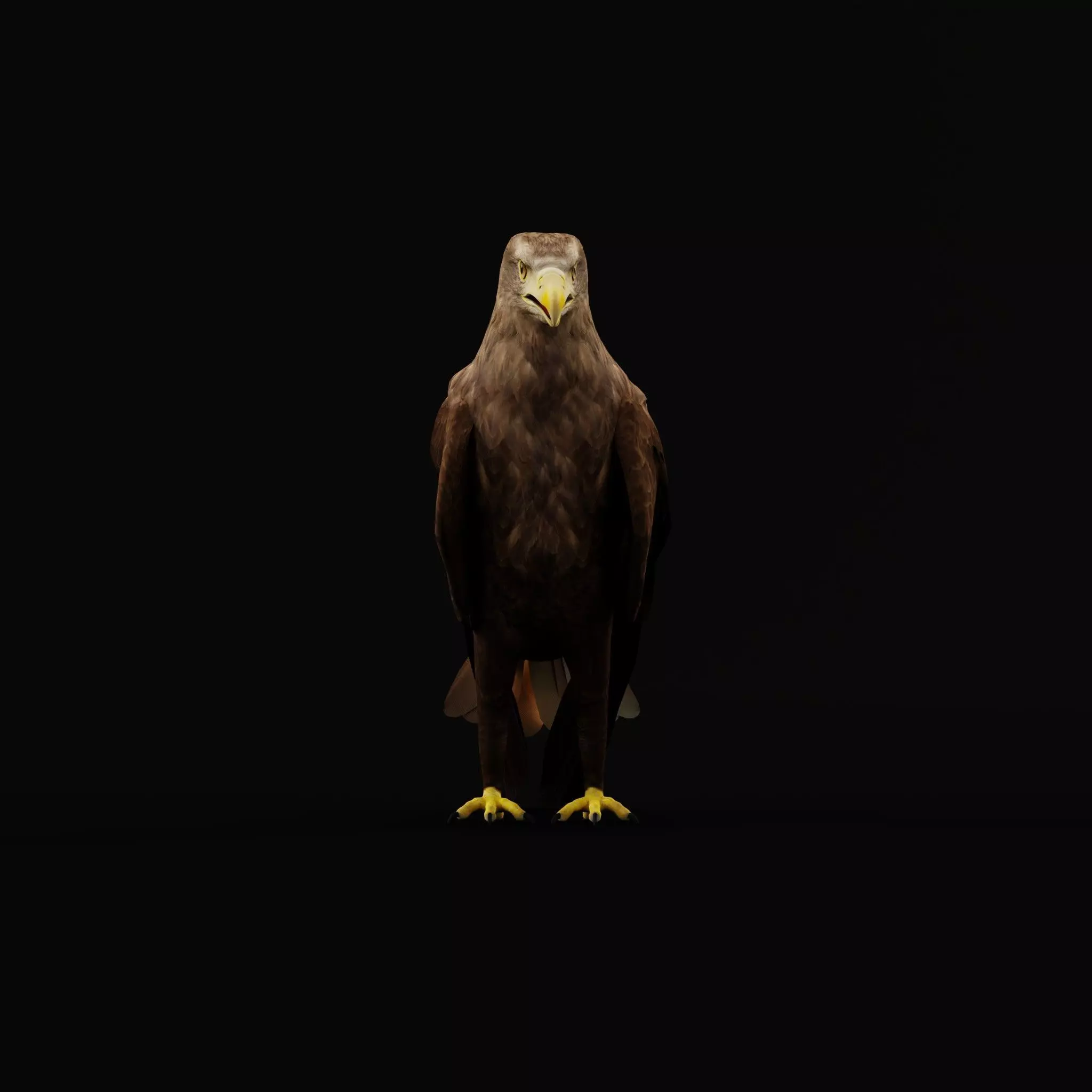 White Tailed Eagle Low-poly 3D model_42