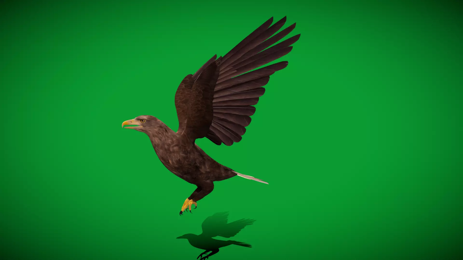 White Tailed Eagle Low-poly 3D model_9